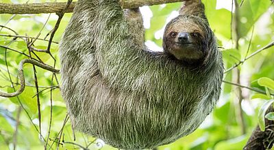 Faultiere lassen sich in Costa Rica besonders gut im Manuel Antonio Nationalpark beobachten. Foto von einem Faultier, das an einem Ast hängt. Im Hintergrund sind grüne Blätter zu sehen.